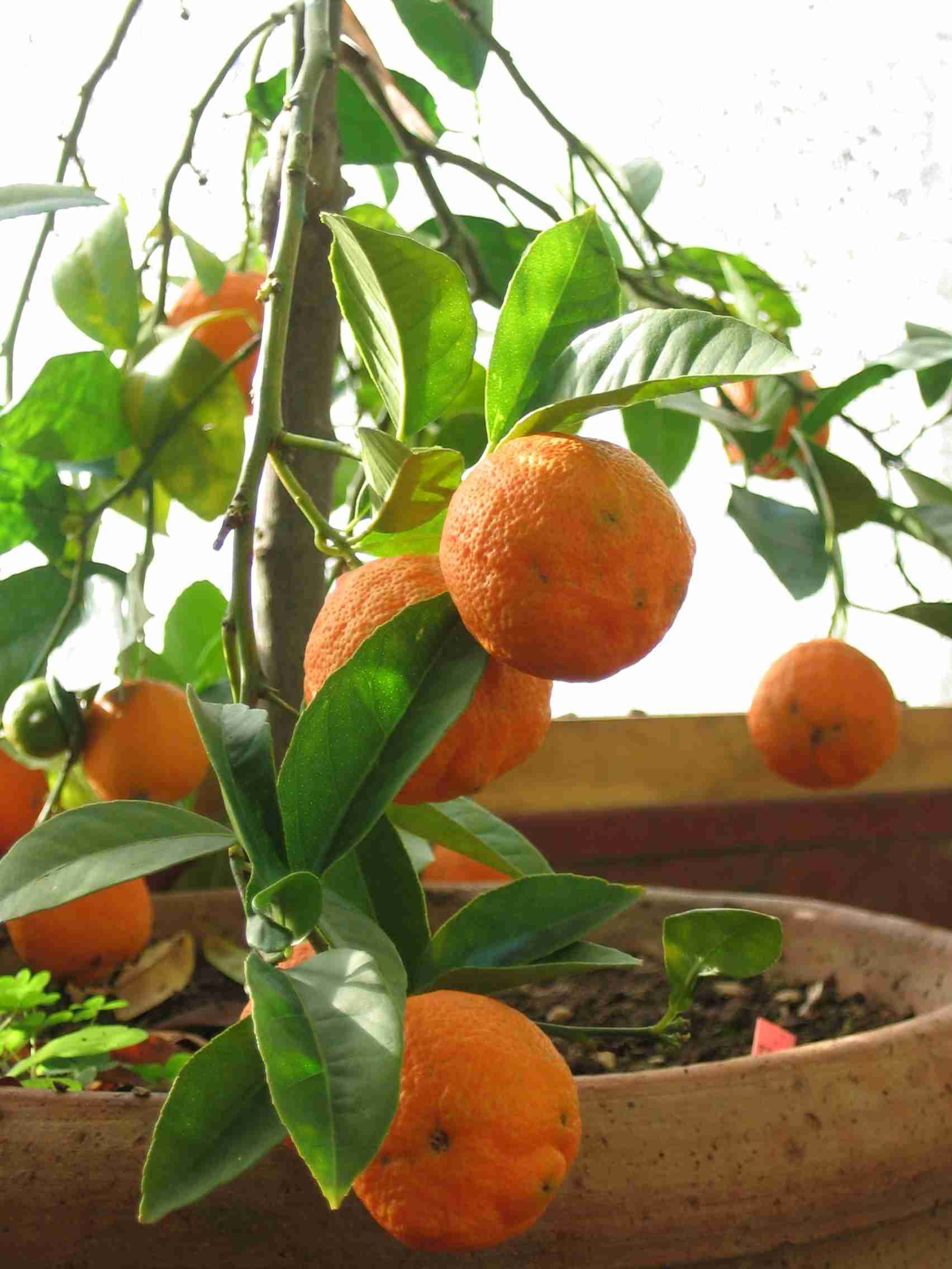 Arancio di Haiti (Otaitense